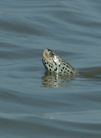 Diamond-backed Terrapin
